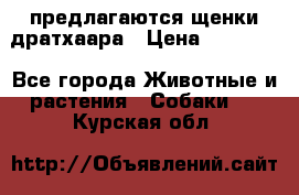предлагаются щенки дратхаара › Цена ­ 20 000 - Все города Животные и растения » Собаки   . Курская обл.